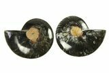 Cut & Polished Ammonite Fossil - Unusual Black Color #296278-1